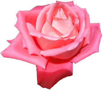 Flower rose without a background