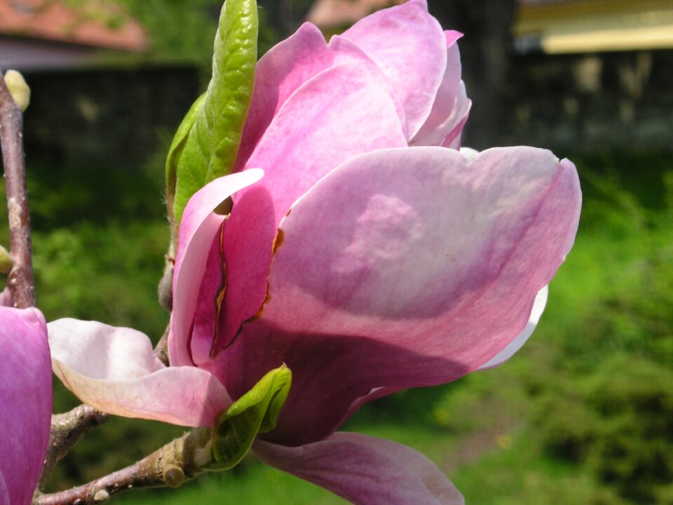 Magnolia spring flowers