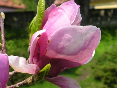Magnolia spring flowers photo