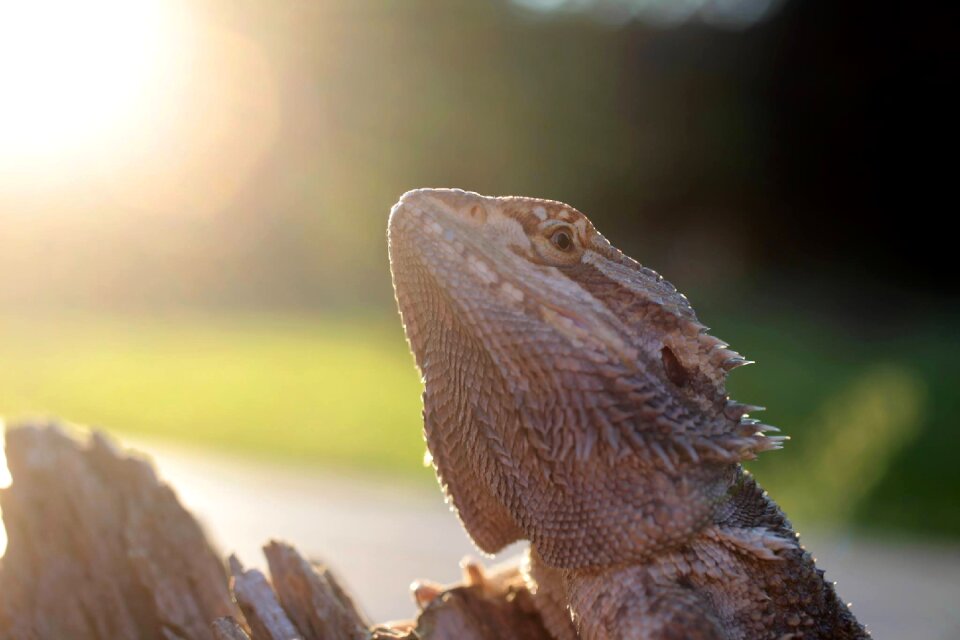 Lizard bearded dragon lizard