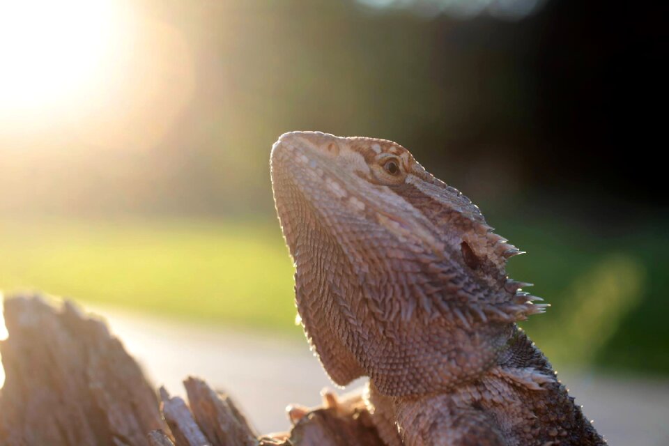 Lizard bearded dragon lizard photo