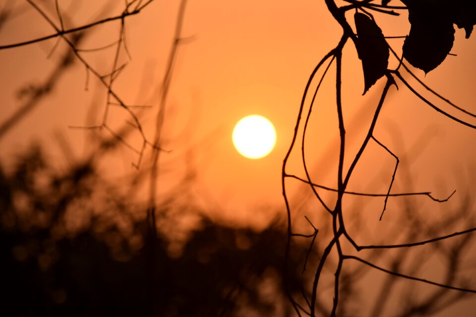 Light summer nature