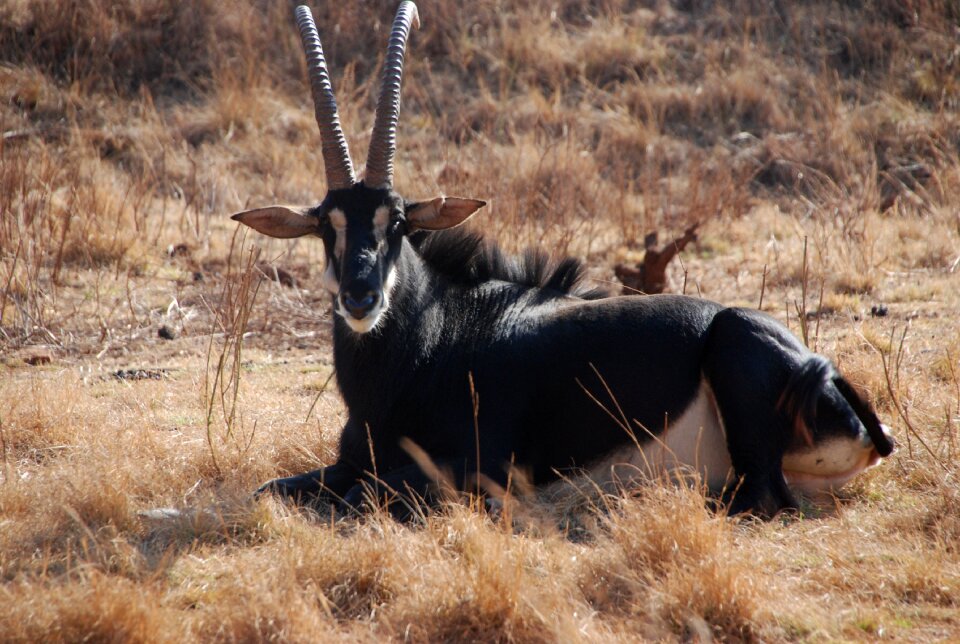 South africa wildlife