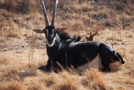 South africa wildlife photo