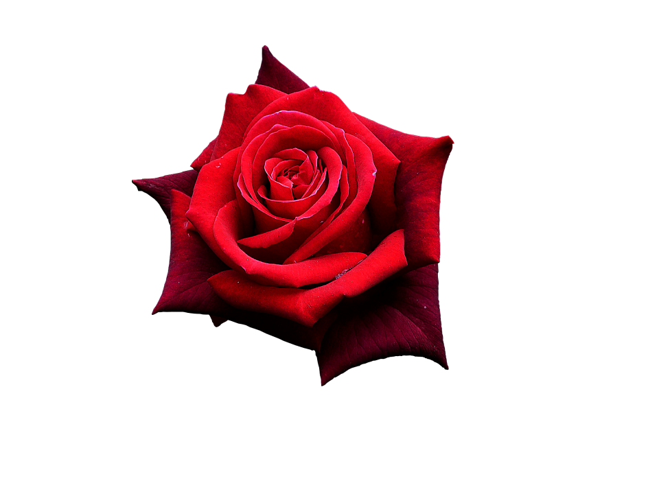 Flowers one rose beautiful flower