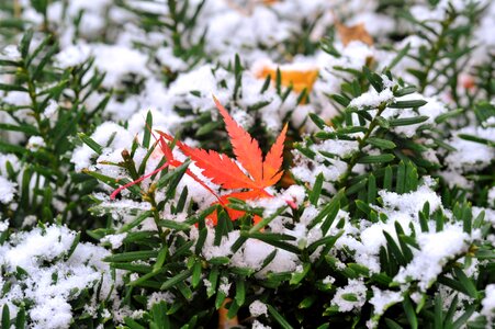 Leaves autumn leaves break photo