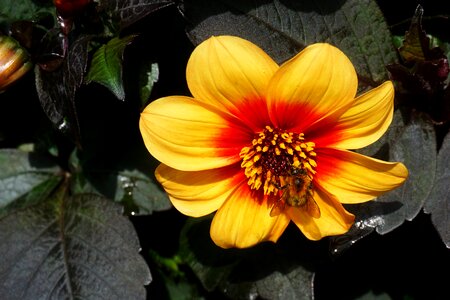 Insect flower close up photo