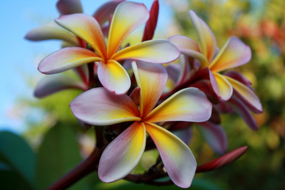 Pink yellow blossom photo