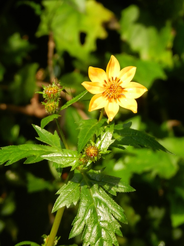 Flower bloom floral