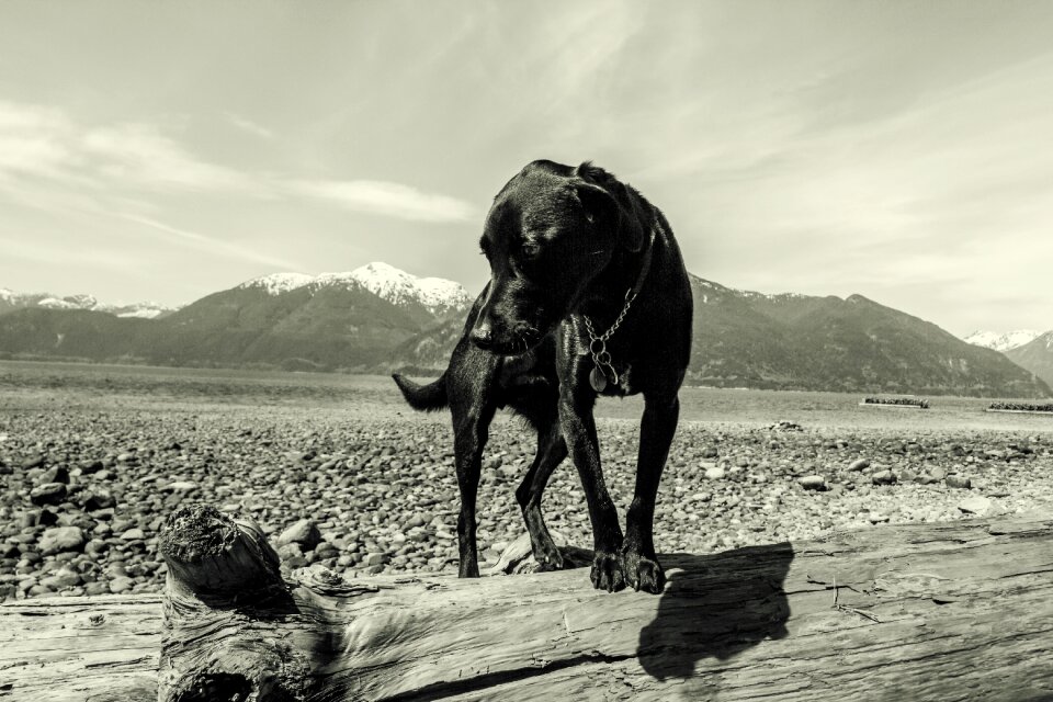 Coast quadruped beach