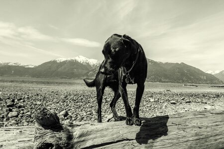 Coast quadruped beach