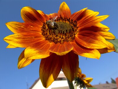 Sunflower bright orange photo
