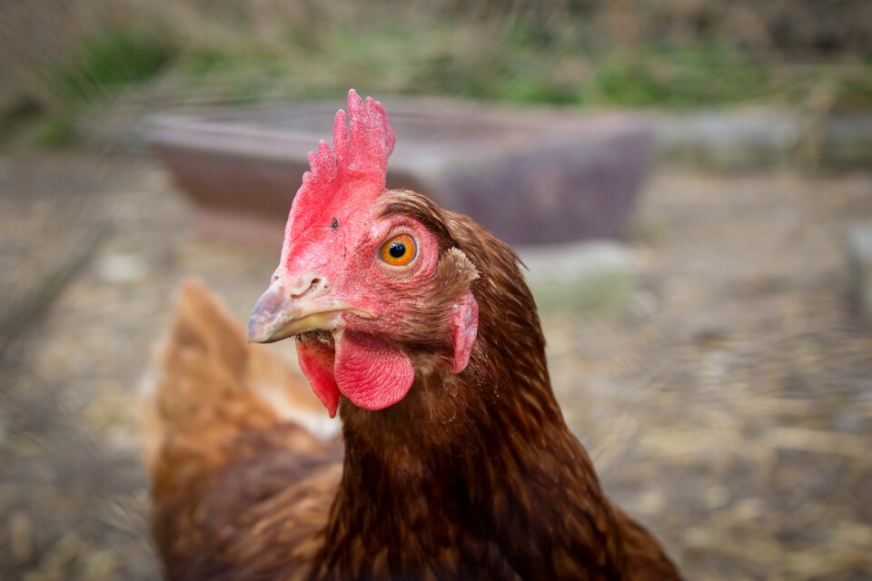 Animal portrait free run