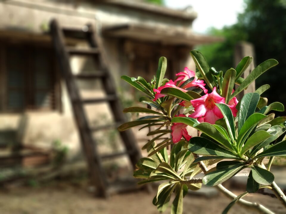 Flora nature tree