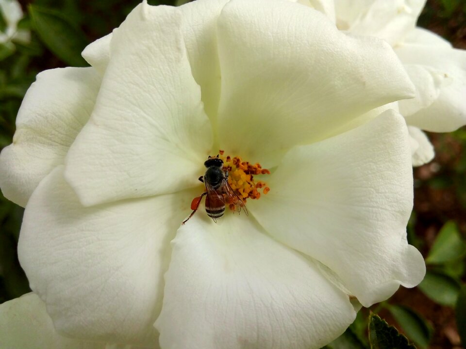 Most wallpaper flower
