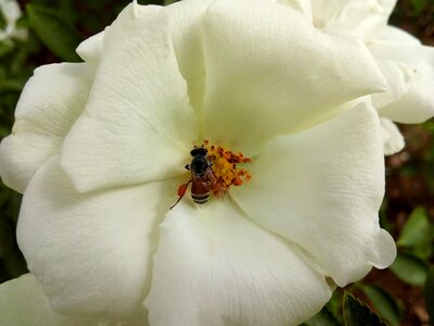 Most wallpaper flower