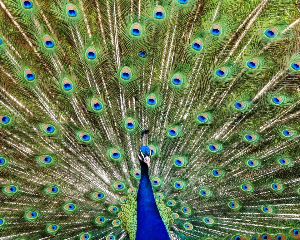 Animal pride colorful
