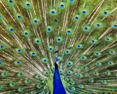 Animal pride colorful