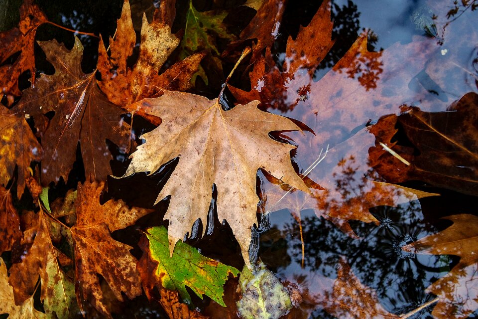 Nature dry leaves withered leaves