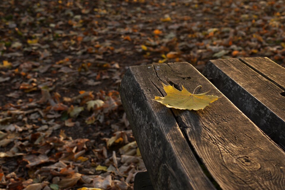 Relax forest wooden