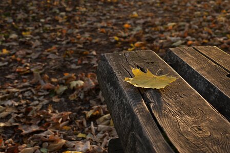 Relax forest wooden