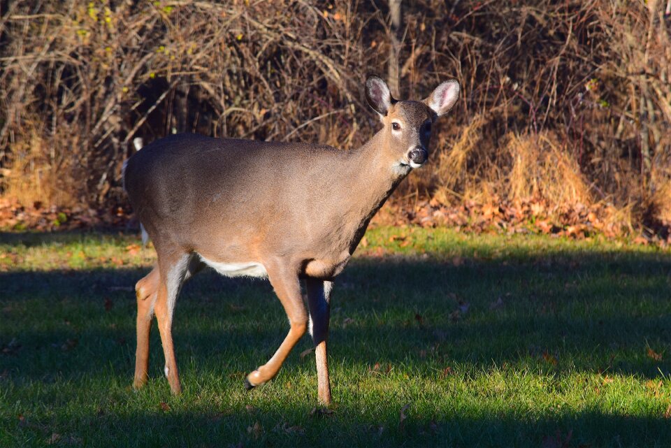 Field animal mammal photo