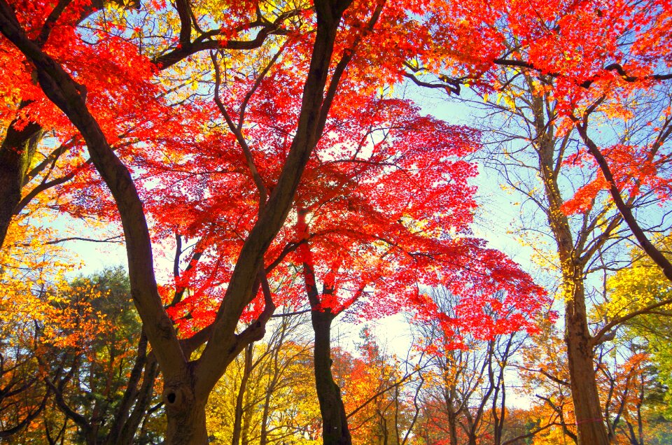 Japan fallen leaves leaf