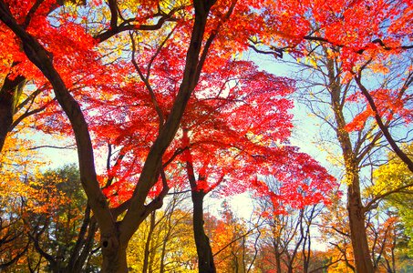 Japan fallen leaves leaf photo