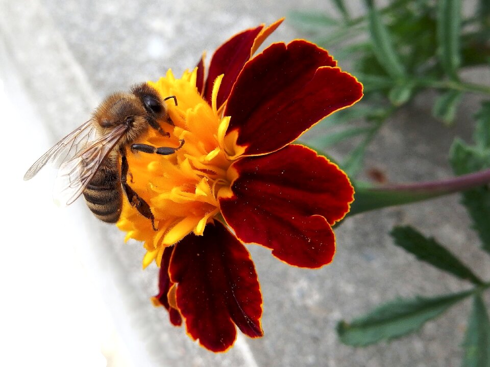 Insect marigold rusty