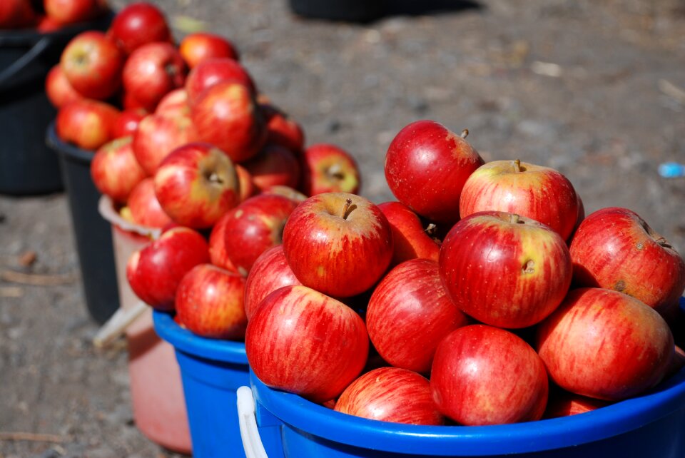 Fruit agriculture