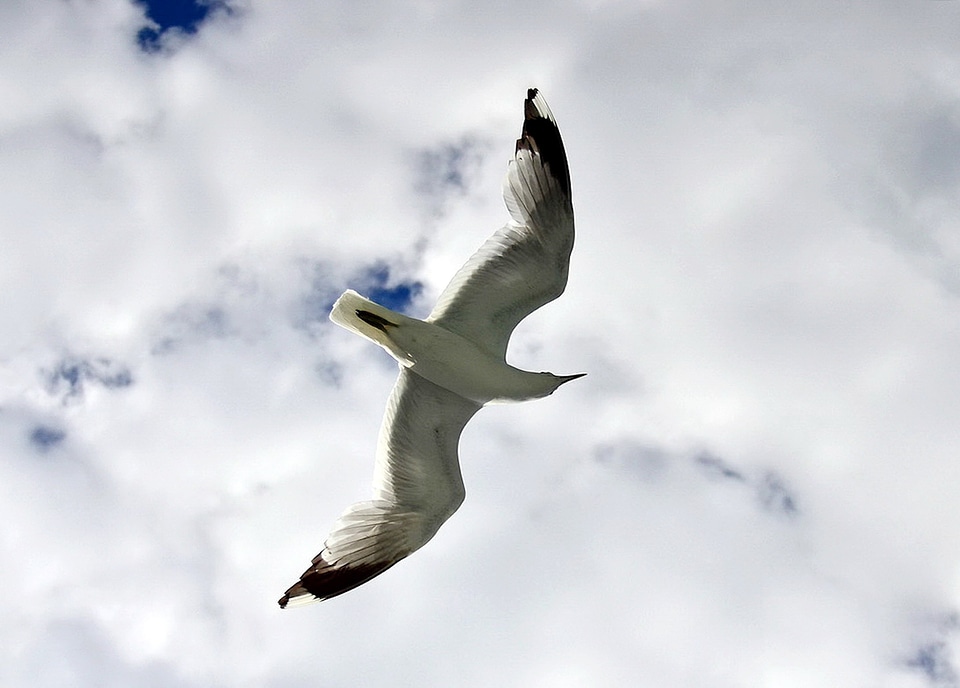 Ocean bird fly
