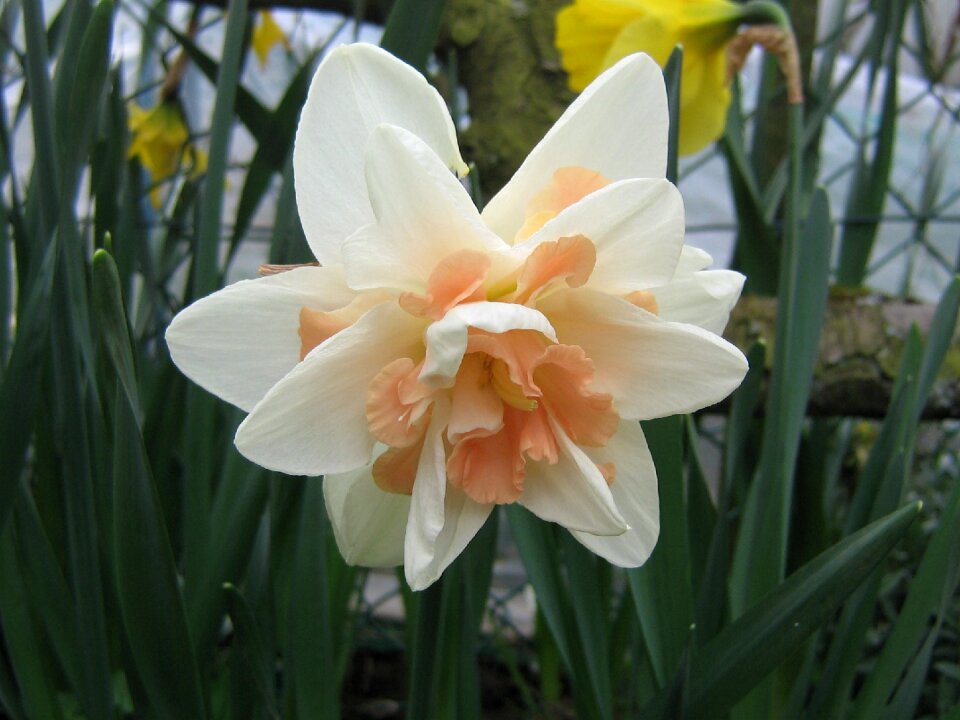 Spring flowering garden