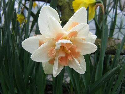 Spring flowering garden photo