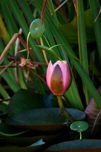 Water nature floral