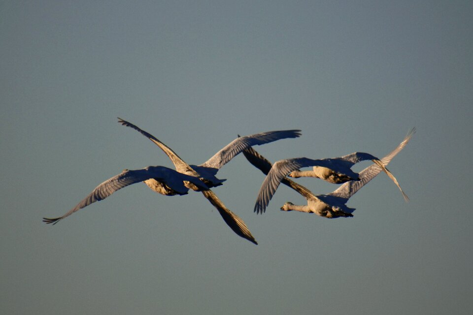 Bird wild birds waterfowl