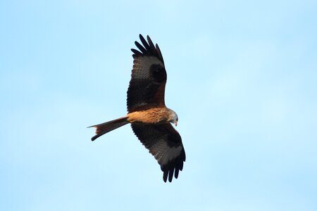 Talons raptors scavenger