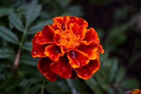 Spring summer rain