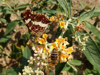 Butterfly flying insects nectar