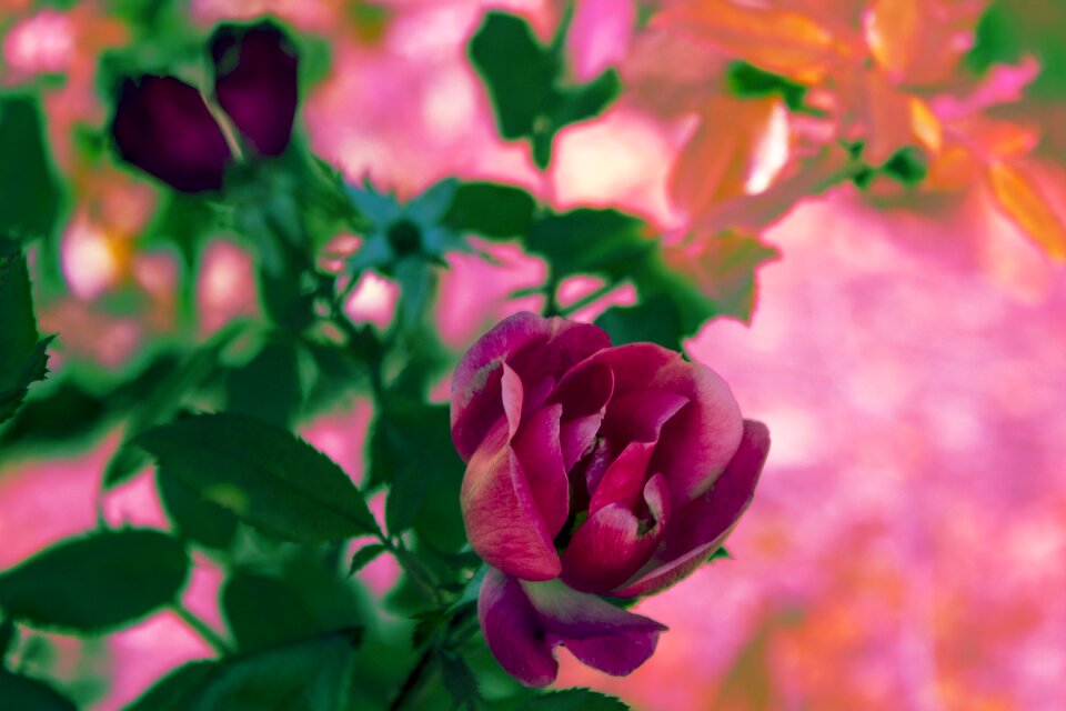 Pink green flower