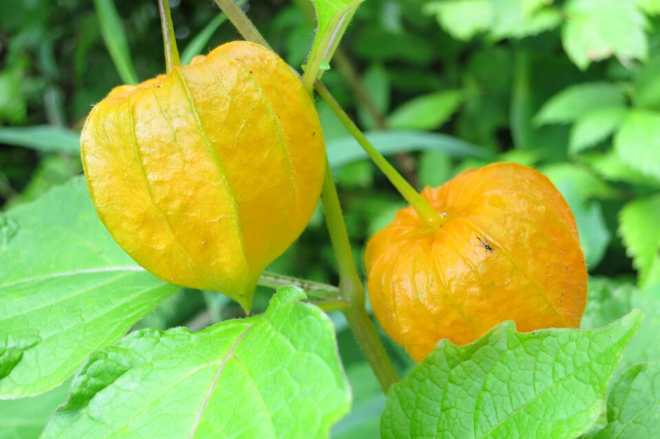 Lampion bubble cherries physalis