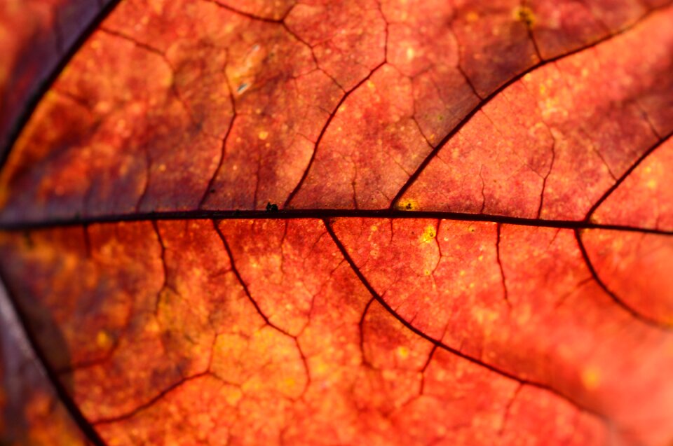 Fall nature season