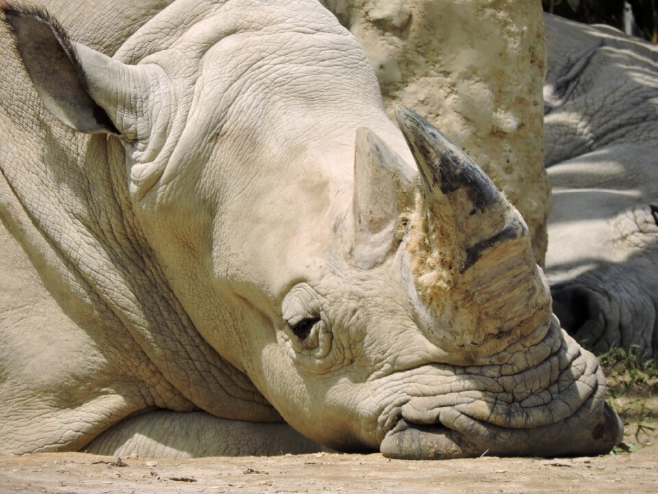 Safari horn animal world