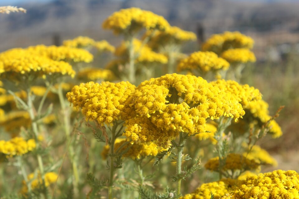 Flower nature highland flower