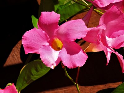 Green vine garden