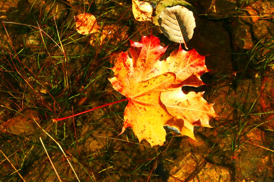 Close up fall leaves maple leaf