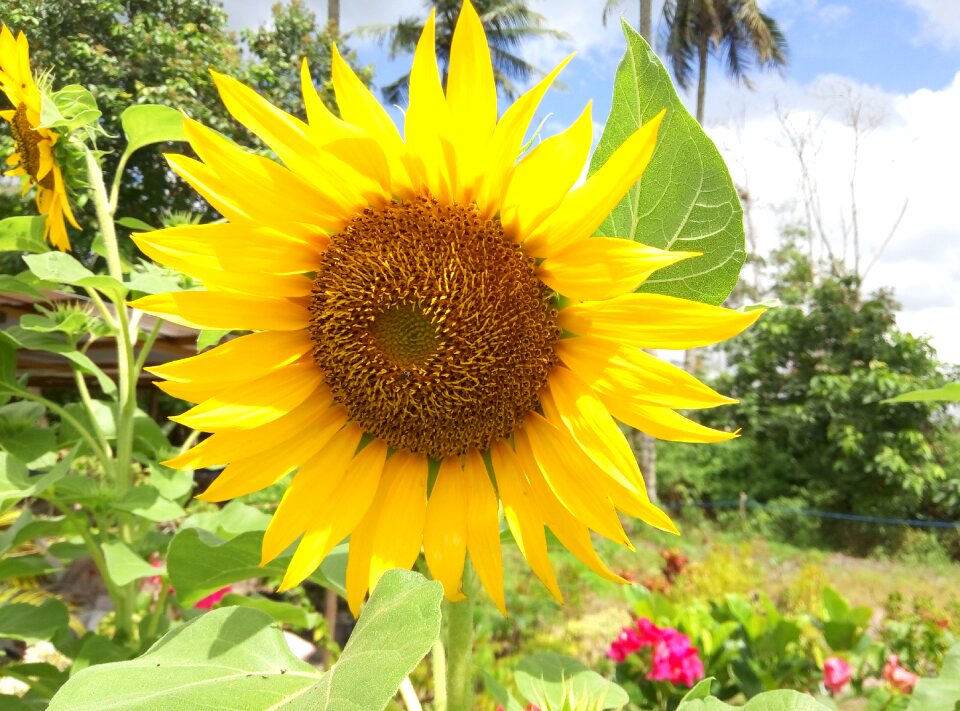 Yellow agriculture green