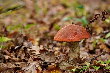 Forest nature forest mushroom