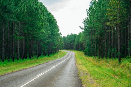 Forest tree landscape photo