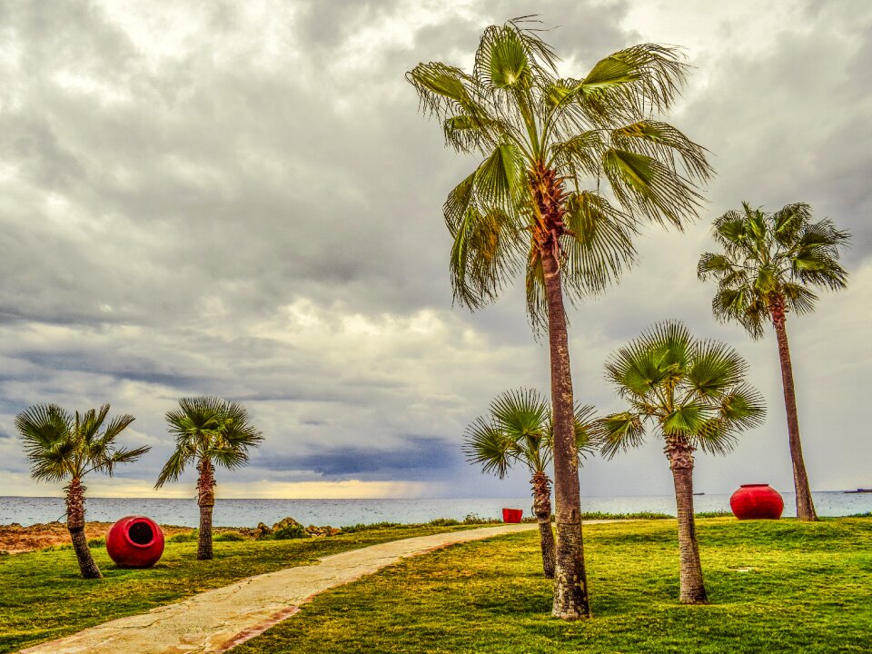 Autumn palm trees sky