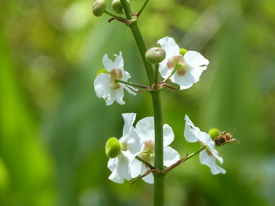 White flowers flowering summer flowers
